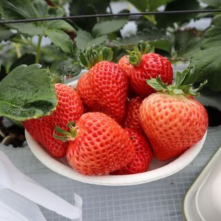 1/10 10:00～ 福岡市内でいちご狩り🍓