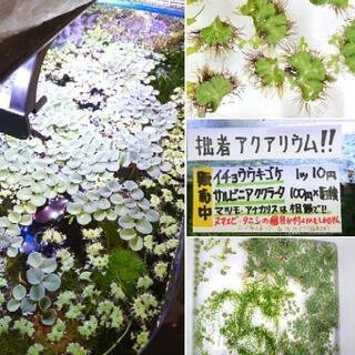 水草、浮草、激安で販売中‼️