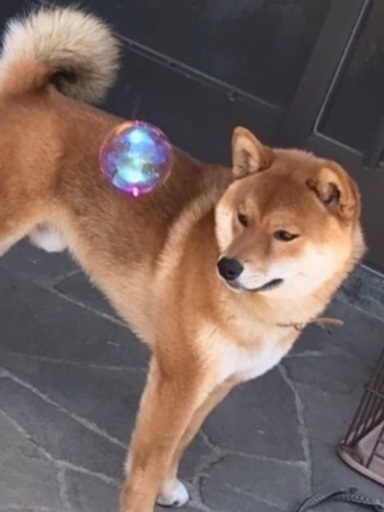 保健所にと考えてて もし 飼ってくださる方 ヒロ 北上尾の柴犬の里親募集 ジモティー 保健所にと考えてて もし 飼ってくださる方 ヒロ 北上尾の柴犬の里親募集 ジモティー