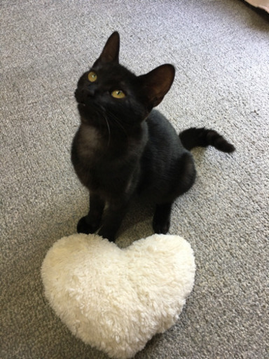幸運の 鍵しっぽ 子猫 サビ猫と黒猫ちゃん 募集一時中断します Sayuri 七和の猫の里親募集 ジモティー