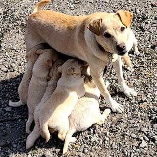 子犬の里親募集