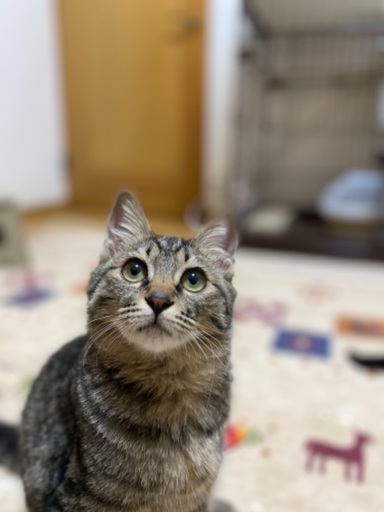 ちょっぴりどんくさいモッ君 12 27 譲渡会 ハナハナ 姪浜の猫の里親募集 ジモティー ちょっぴりどんくさいモッ君 12 27 譲渡会 ハナハナ 姪浜の猫の里親募集 ジモティー