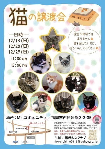 ちょっぴりどんくさいモッ君 12 27 譲渡会 ハナハナ 姪浜の猫の里親募集 ジモティー