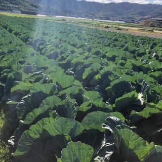 大根・キャベツ・白菜収穫体験✨　残り３組 − 和歌山県