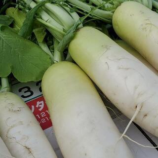 大根・キャベツ・白菜収穫体験✨　残り３組