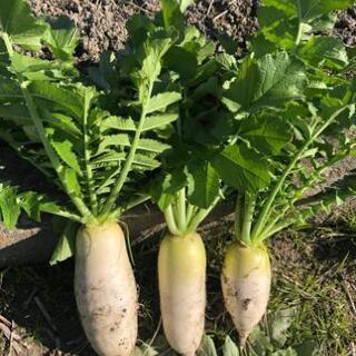大根・キャベツ・白菜収穫体験✨　残り３組 - イベント