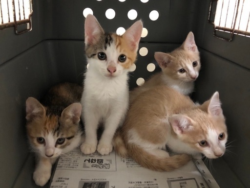 ダンボールに入れられ弁当屋の前に捨てられた子猫 よんなーよんなー 儀保の猫の里親募集 ジモティー
