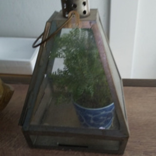 入れ物に入った観葉植物 なり あおば通の家具の中古あげます 譲ります ジモティーで不用品の処分 入れ物に入った観葉植物 なり あおば通の家具の中古あげます 譲ります ジモティーで不用品の処分