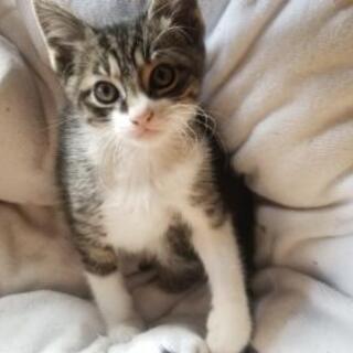 オシキャットの母猫の子猫 2匹ともオス たちです Jy 広の猫の里親募集 ジモティー オシキャットの母猫の子猫 2匹ともオス たちです Jy 広の猫の里親募集 ジモティー