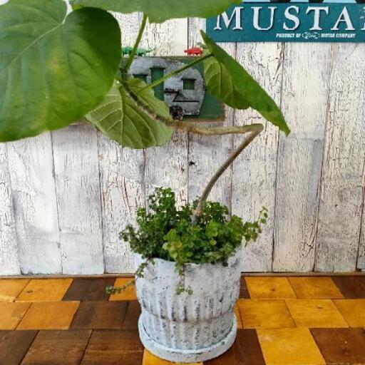 【観葉植物】ウンベラータ 曲げ 受皿付