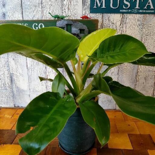 【観葉植物】インペリアルゴールド 受皿付