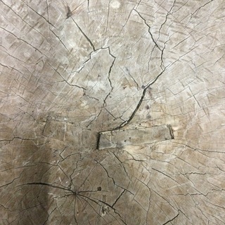 店頭お渡し】 餅つき臼 臼 （杵別売り） ¥21,780（税込） 【市内配送¥