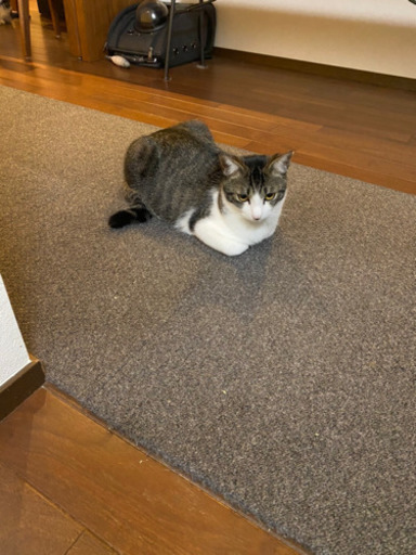 チーズくん正式譲渡 (新宮猫の会) 新宮中央の猫の里親募集|ジモティー