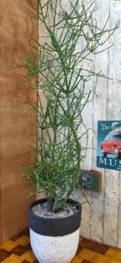 【観葉植物】ミルクブッシュ