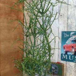 【観葉植物】ミルクブッシュ
