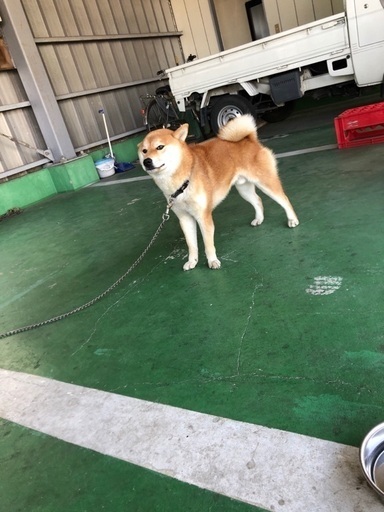 1歳の柴犬 男の子しゅる はる 栃木の柴犬の里親募集 ジモティー 1歳の柴犬 男の子しゅる はる 栃木の柴犬の里親募集 ジモティー