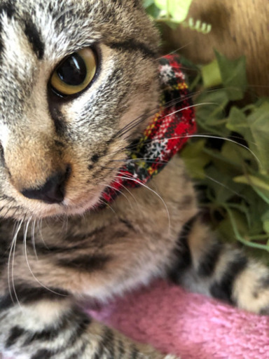 4ヶ月避妊済み女の子 抱っこ好きゴロゴロねこちゃん ねこちゃん 近鉄八尾の猫の里親募集 ジモティー 4ヶ月避妊済み女の子 抱っこ好きゴロゴロねこちゃん ねこちゃん 近鉄八尾の猫の里親募集 ジモティー