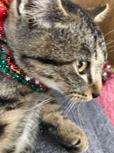 4ヶ月避妊済み女の子 抱っこ好きゴロゴロねこちゃん ねこちゃん 近鉄八尾の猫の里親募集 ジモティー 4ヶ月避妊済み女の子 抱っこ好きゴロゴロねこちゃん ねこちゃん 近鉄八尾の猫の里親募集 ジモティー