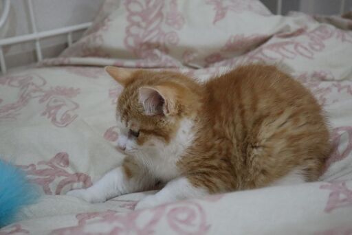 ゴロスリマンチカンみたいな超甘えん坊な茶白の男の子 はるか 北九州の猫の里親募集 ジモティー