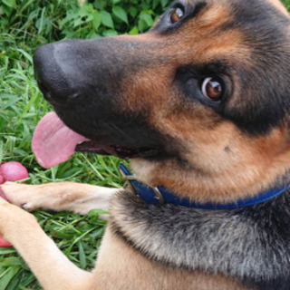 警察犬 里親募集 ジモティー