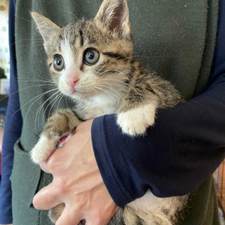 生後2ヶ月半の子猫🐱里親募集 − 滋賀県