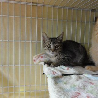 可愛い仔猫達を幸せに里親募集！ − 神奈川県