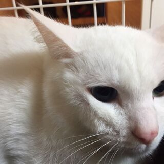 2歳の美しい白猫♀の里親募集
