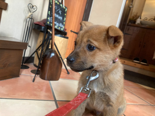 太くん 一番おとなしい唯一の茶色の男の子 小さな天使club 勝野の犬の里親募集 ジモティー