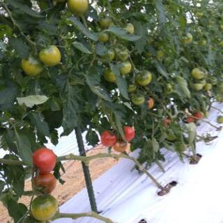 トマトハウスの収穫期アルバイト募集