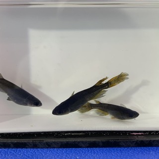 メダカの販売忘却の翼外 Mizuki 直方のその他の中古あげます 譲ります ジモティーで不用品の処分