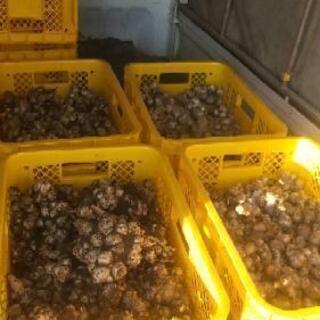 無農薬土付き菊芋１０kg