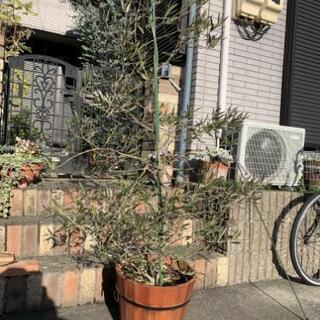 オリーブの木　シンボルツリー　大型　観葉植物　　※1/9までの引取限定