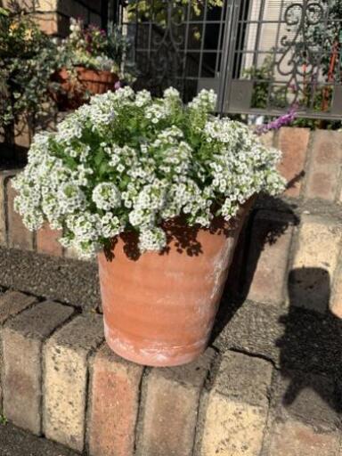 寄せ植え鉢素焼きお花かわいいアリッサムセージ 1 9までの引取限定 Llatte 本陣のその他の中古あげます 譲ります ジモティーで不用品の処分