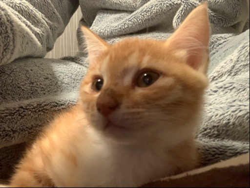 トラ猫ちゃんと白茶ちゃん 現在白茶ちゃんのみ募集 はなな 北千住の猫の里親募集 ジモティー トラ猫ちゃんと白茶ちゃん 現在白茶ちゃんのみ募集 はなな 北千住の猫の里親募集 ジモティー