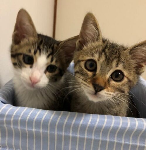 2ヶ月半仲良し兄弟子猫の里親様募集 ルル 大田の猫の里親募集 ジモティー 2ヶ月半仲良し兄弟子猫の里親様募集 ルル 大田の猫の里親募集 ジモティー