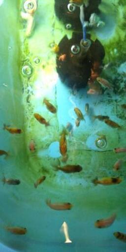 金魚 江戸錦 稚魚4cm 7匹1000円 趣味金ぎょちゃん 小岩のその他の中古あげます 譲ります ジモティーで不用品の処分
