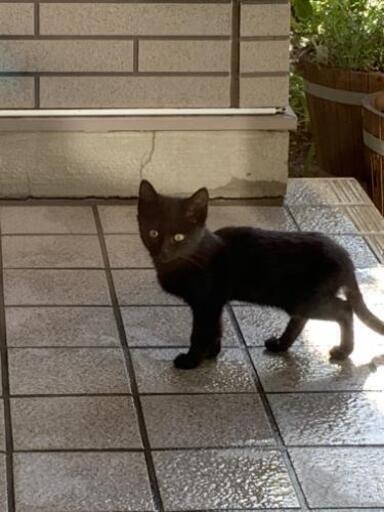黒猫かわいい子猫人への警戒心薄いどなたか幸せにしていただけませんか 1 9までの引き渡し希望 Llatte 本陣の猫の里親募集 ジモティー