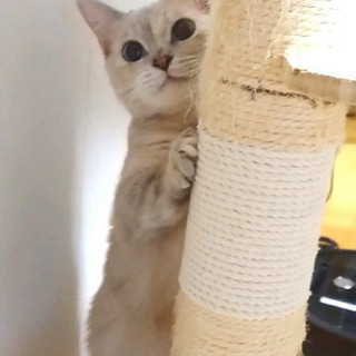 美形シナモンちゃん ねこネットあま あまの猫の里親募集 ジモティー