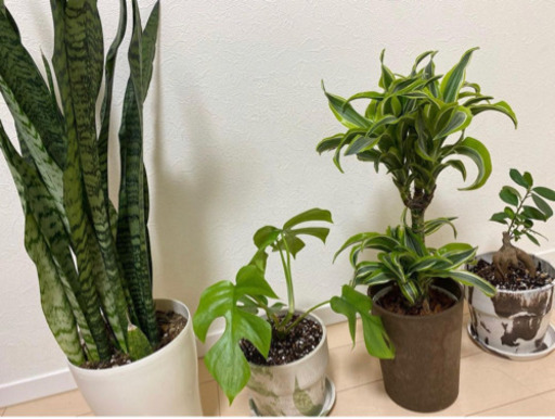 観葉植物（サンスベリア・モンステラ）