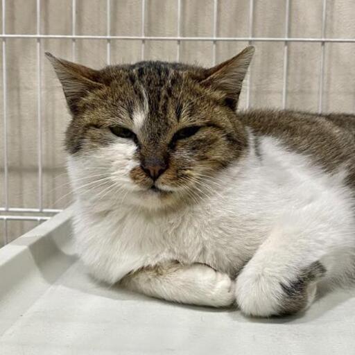里親様 募集致します 可愛いキジ白さん グエ奈 プロフ必読 自衛隊前の猫の里親募集 ジモティー 里親様 募集致します 可愛いキジ白さん グエ奈 プロフ必読 自衛隊前の猫の里親募集 ジモティー
