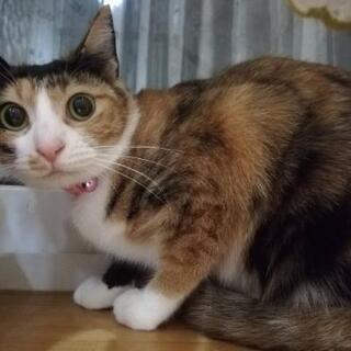★里親様✨募集致します★美人なサビ猫さん - 札幌市