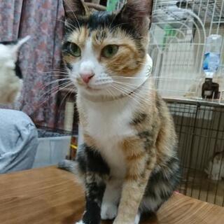 ★里親様✨募集致します★美人なサビ猫さん - 猫