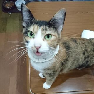 ★里親様✨募集致します★美人なサビ猫さん