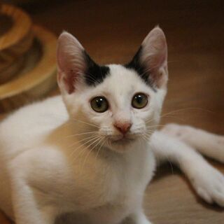 ひょうきんで甘えん坊なベコちゃん - 猫