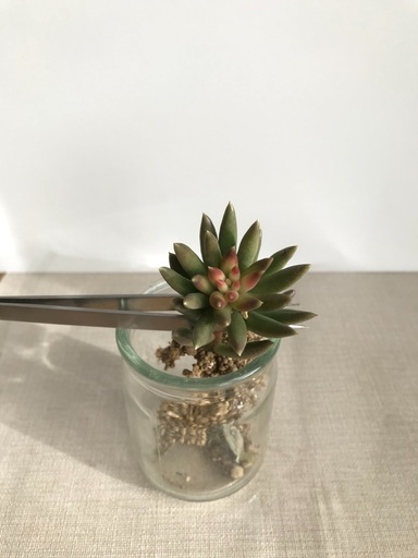 多肉植物ファンファーレ きら 石橋のその他の中古あげます 譲ります ジモティーで不用品の処分