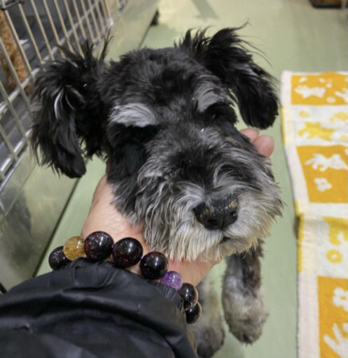 軽度 神経障害のシュナウザー 1歳未満 Tera ふじみ野の犬の里親募集 ジモティー 軽度 神経障害のシュナウザー 1歳未満 Tera ふじみ野の犬の里親募集 ジモティー