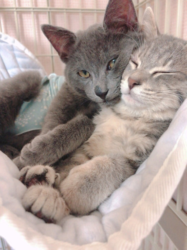 珍しい毛色の美しい兄弟 たかこ 大和の猫の里親募集 ジモティー