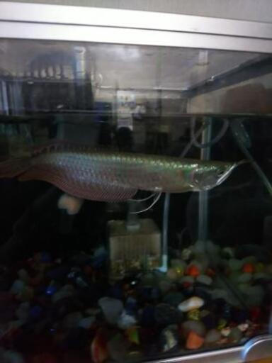 ️シルバーアロワナ古代魚️