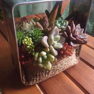 取引中 多肉植物 寄せ植え 壁掛け ひゅう 大師前の家庭用品 ガーデニング の中古あげます 譲ります ジモティーで不用品の処分