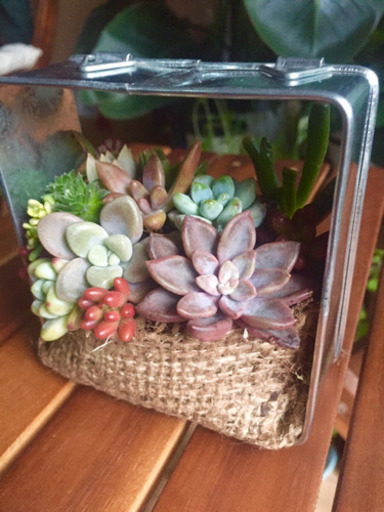 取引中 多肉植物 寄せ植え 壁掛け ひゅう 大師前の家庭用品 ガーデニング の中古あげます 譲ります ジモティーで不用品の処分
